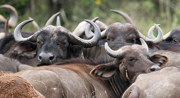 Laikipia
