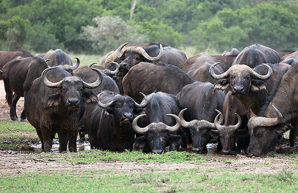 In a private wildlife sanctuary - Laikipia