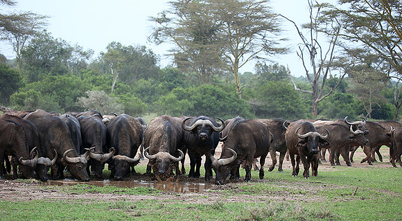 In a private wildlife sanctuary - Laikipia