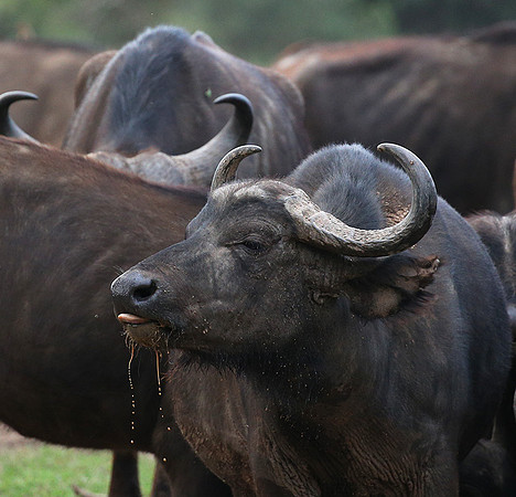 In a private wildlife sanctuary - Laikipia