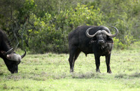 Laikipia
