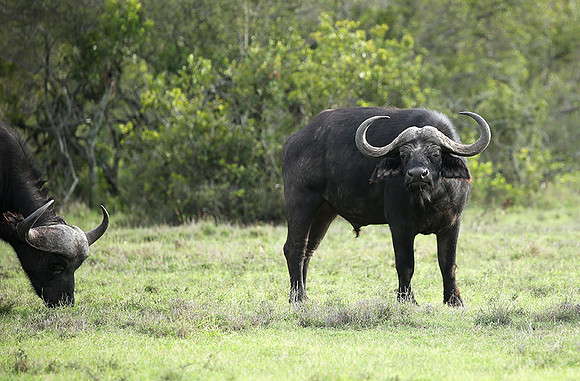 Laikipia