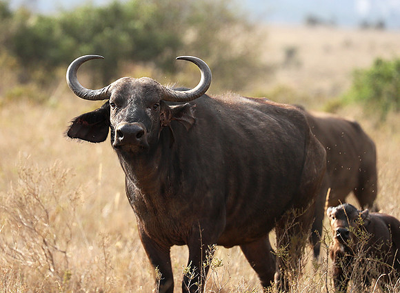 Nairobi National Park