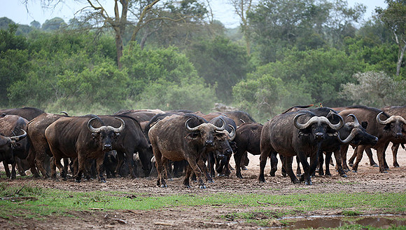In a private wildlife sanctuary - Laikipia