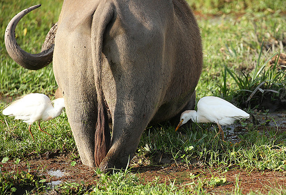 Amboseli National Park