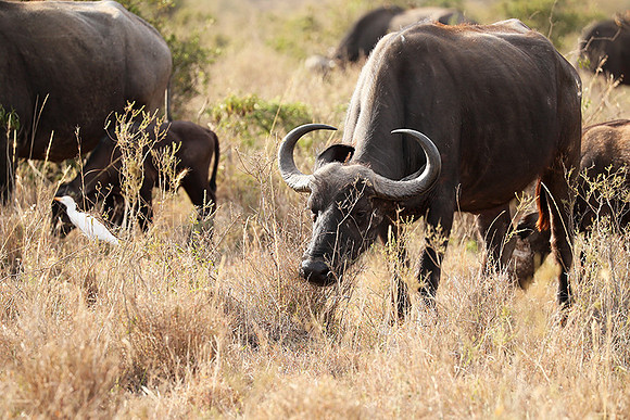 Nairobi National Park