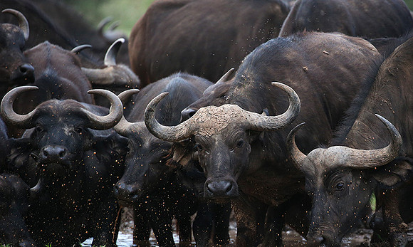 In a private wildlife sanctuary - Laikipia
