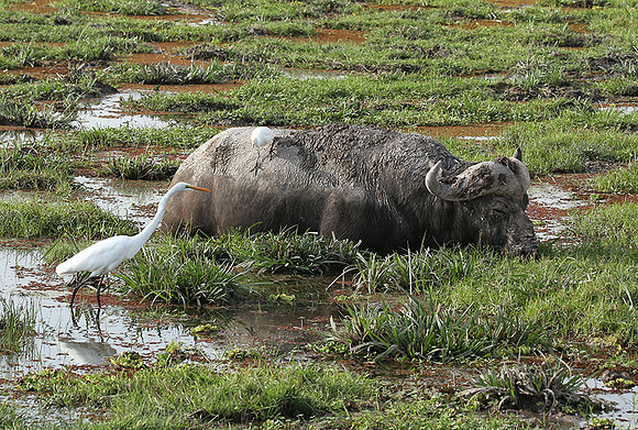 Amboseli National Park