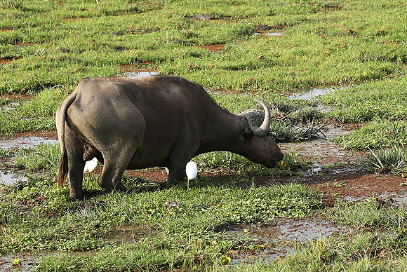 Amboseli National Park