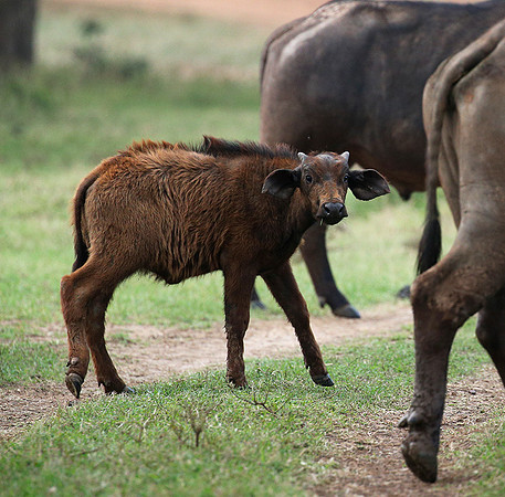 Laikipia