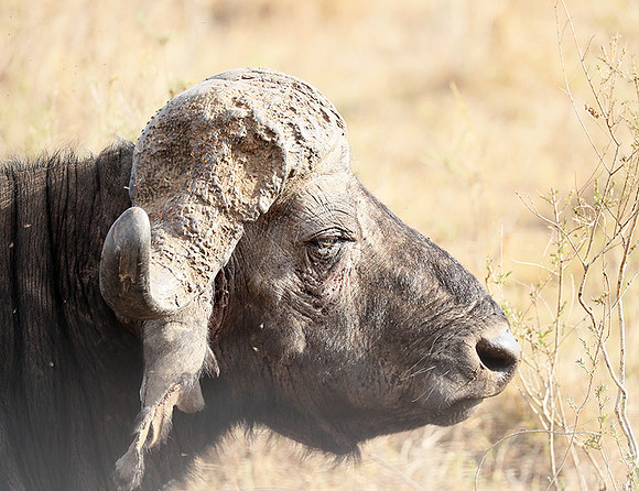 Nairobi National Park
