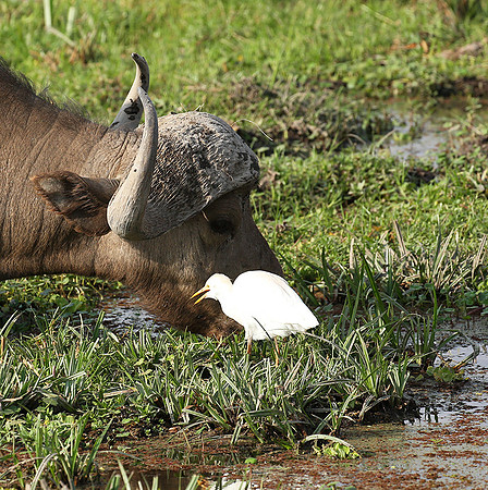 Amboseli National Park