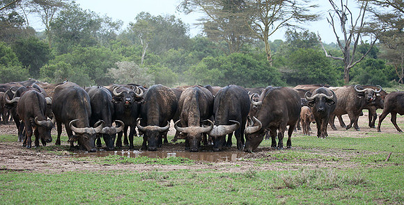 In a private wildlife sanctuary - Laikipia