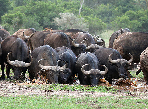In a private wildlife sanctuary - Laikipia