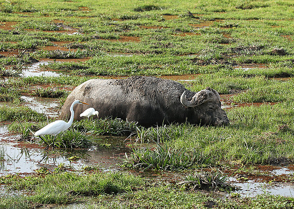 Amboseli National Park