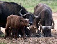 Laikipia