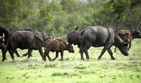 Laikipia
