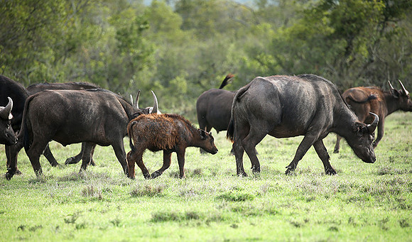 Laikipia