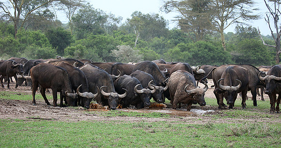 In a private wildlife sanctuary - Laikipia