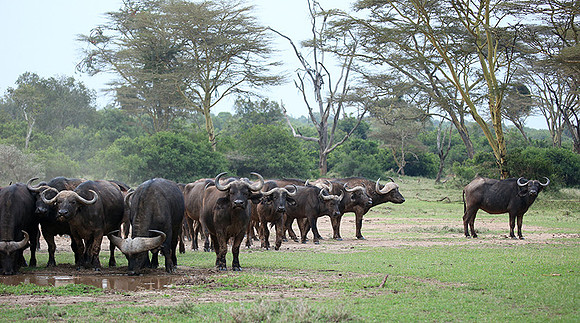 In a private wildlife sanctuary - Laikipia