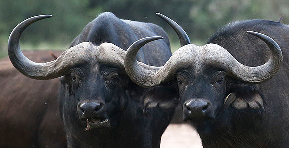 Laikipia