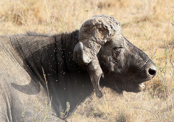 Nairobi National Park