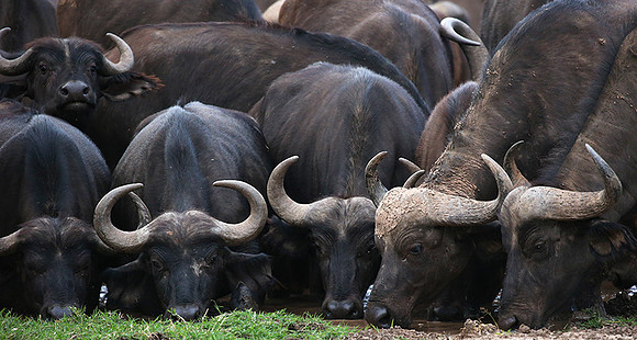 In a private wildlife sanctuary - Laikipia