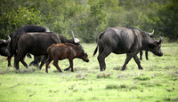 Laikipia