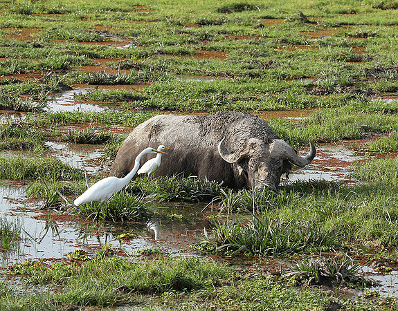 Amboseli National Park