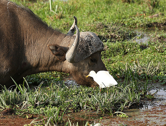 Amboseli National Park