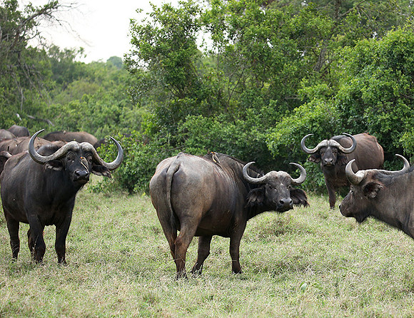 Laikipia