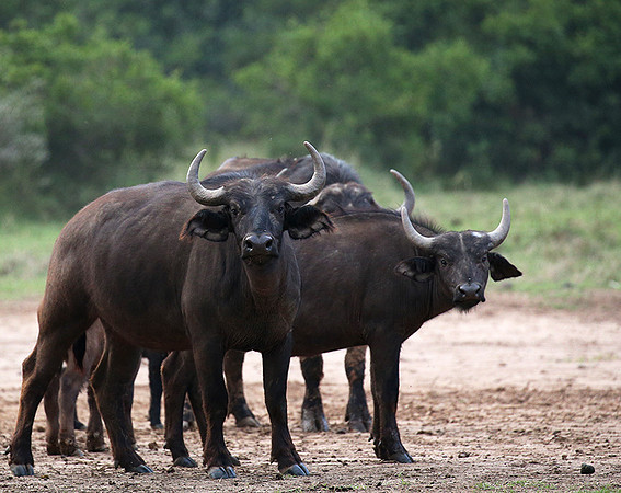Laikipia