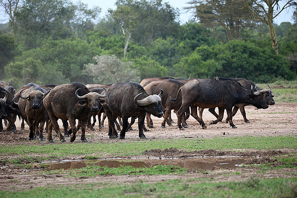 In a private wildlife sanctuary - Laikipia