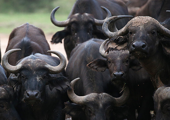 In a private wildlife sanctuary - Laikipia