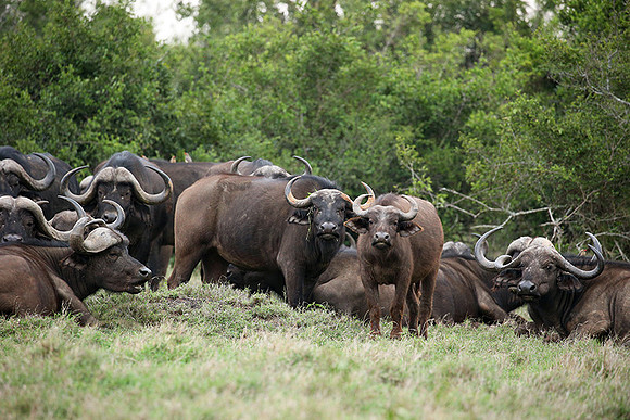 Laikipia