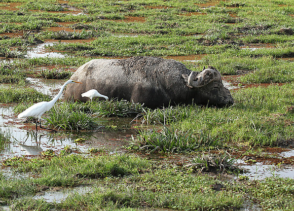 Amboseli National Park