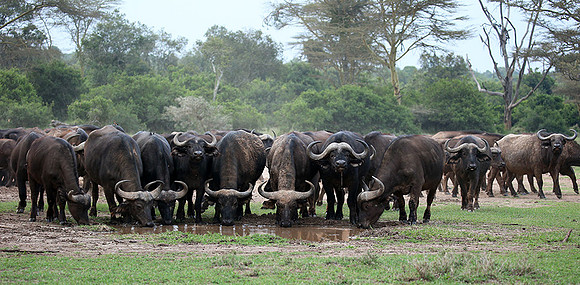 In a private wildlife sanctuary - Laikipia