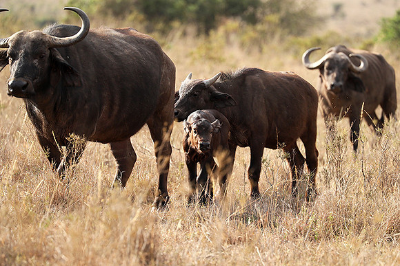 Nairobi National Park