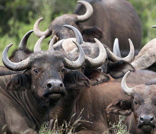 Laikipia