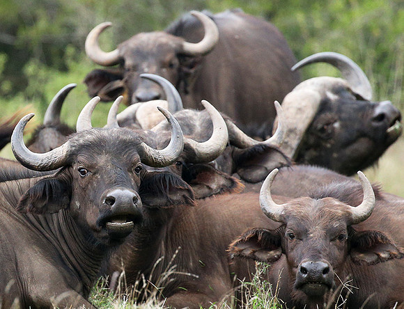 Laikipia