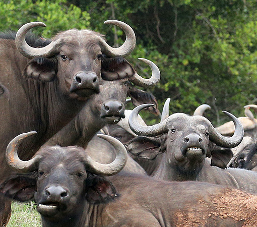 Laikipia