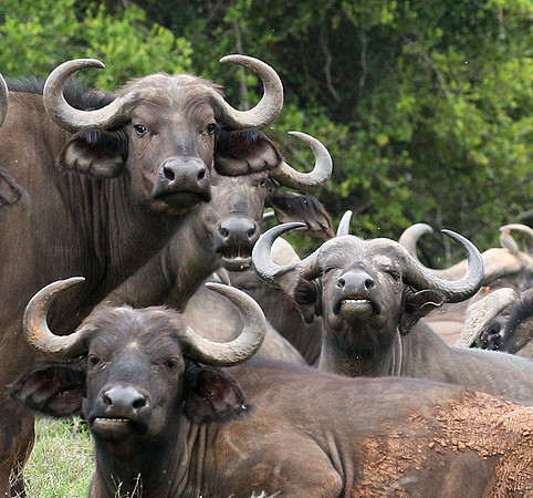 Laikipia