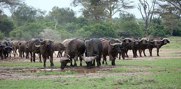In a private wildlife sanctuary - Laikipia
