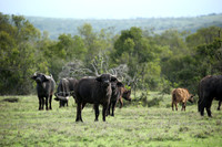Laikipia