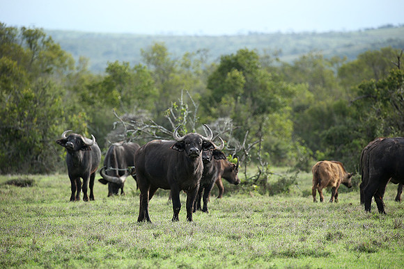 Laikipia