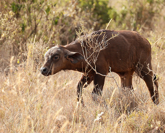 Nairobi National Park