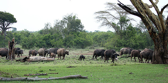 Laikipia