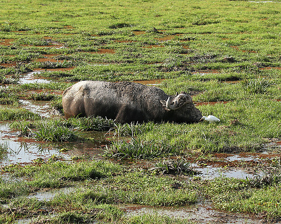 Amboseli National Park