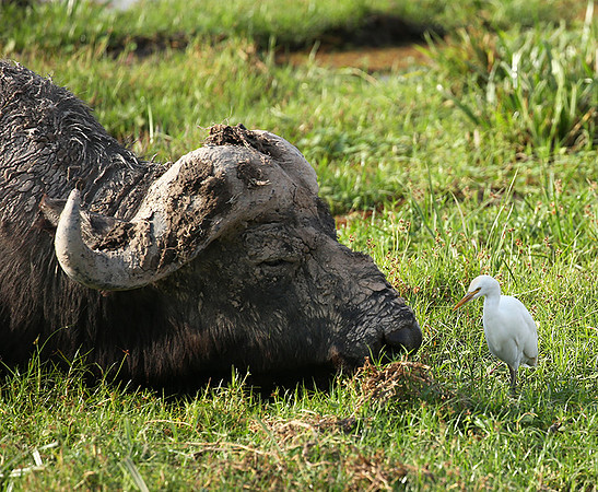 Amboseli National Park