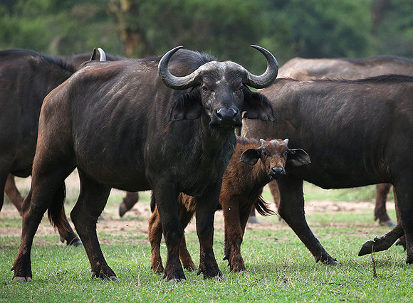 Laikipia